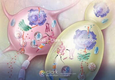 Yeast Title - Clark Medical Illustration Yeast Alt Text