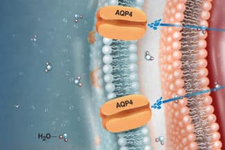 Aquaporin Illustration