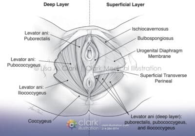 Female Pelvic Floor