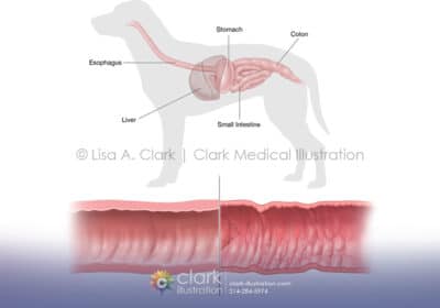 Canine Gastrointestinal System