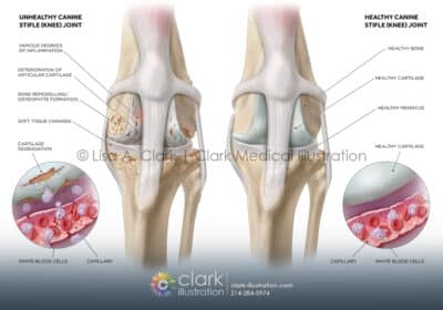 Canine Knee Joint - Clark Medical Illustration Canine Knee Joint Illustration