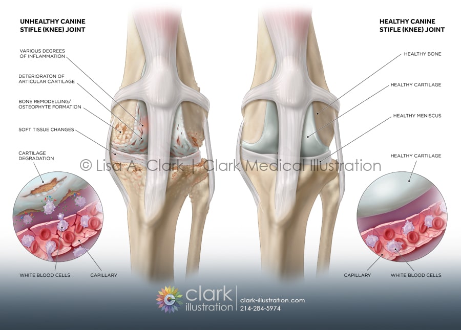 Canine Knee Joint Illustration
