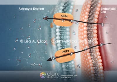 Aquaporin Channel Illustration